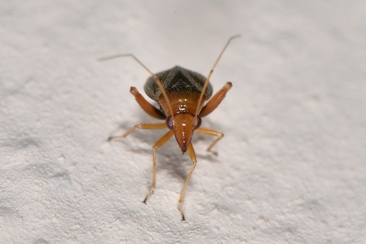 Miridae: Halticus sp.?  S !